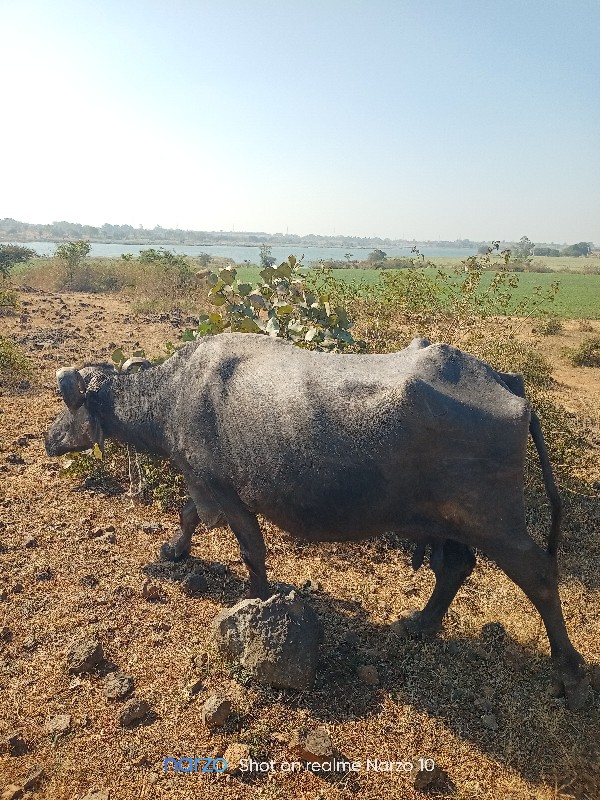 ઈમરાન ...