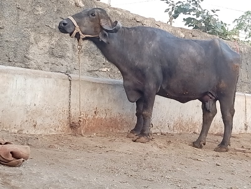 ભેસવેચવાનીછે..દ...