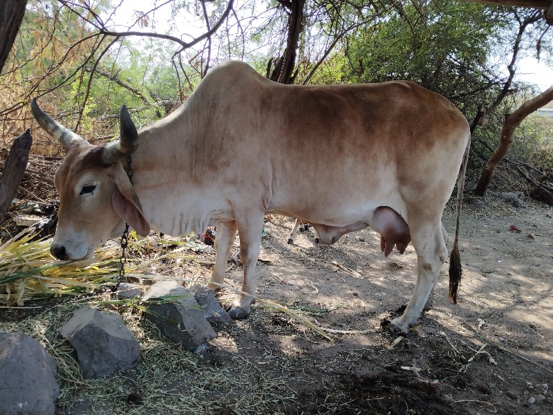 10 દીવસ ની કાચી...