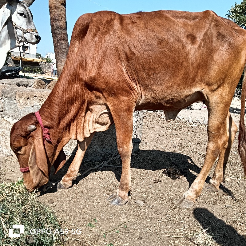 સોન કપિલા