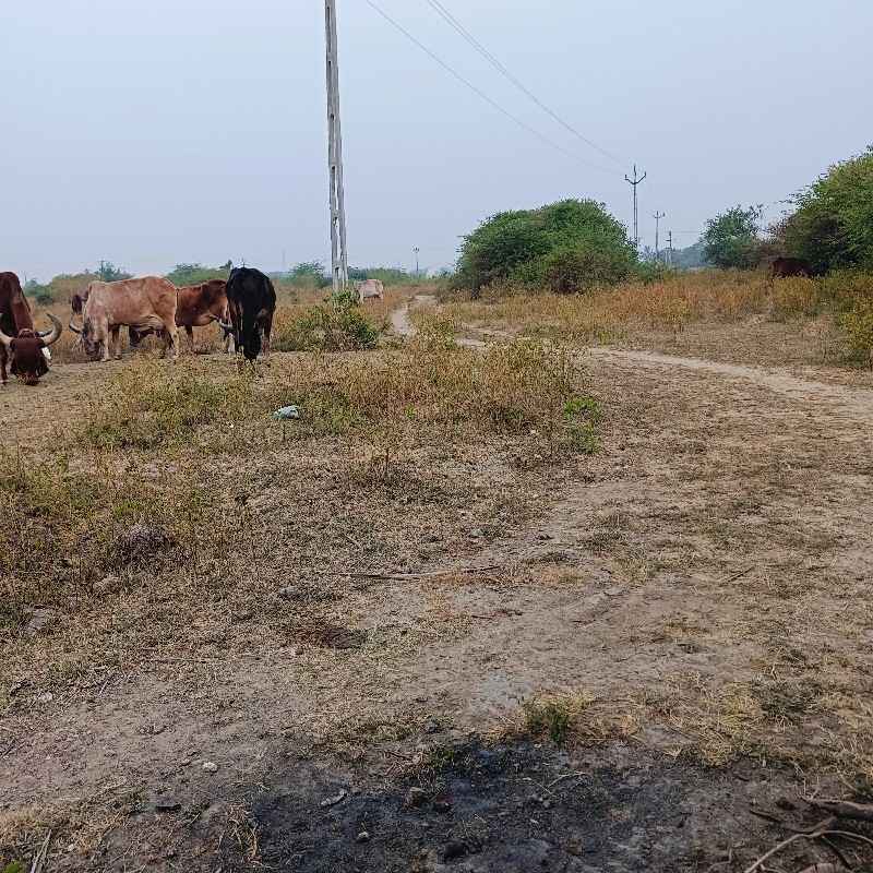 ગાયો વેસવાનીસે