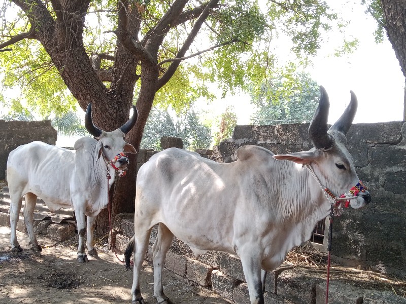 રાજુ ભાઈ ઝાલા