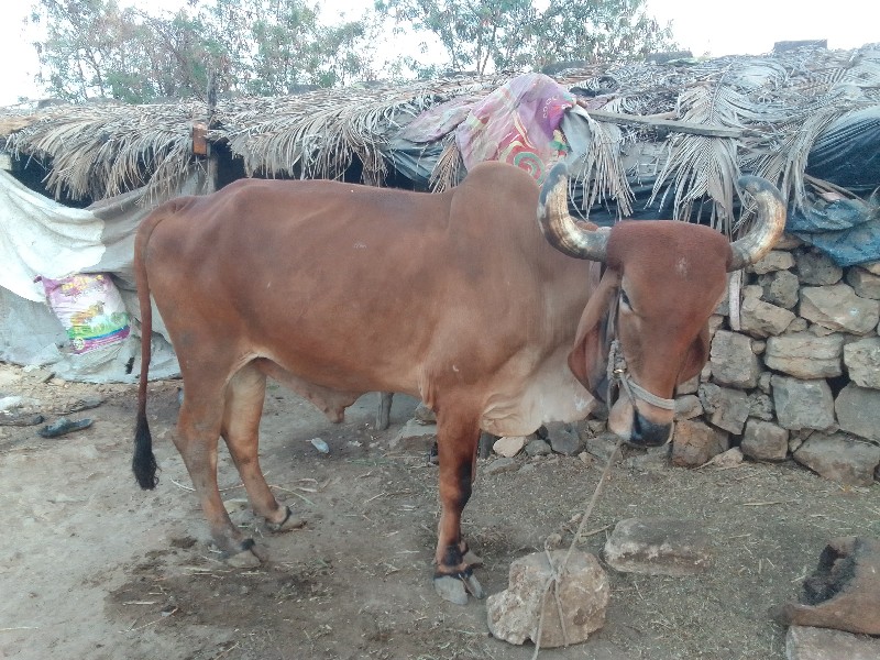 આ વેચવાનો છે