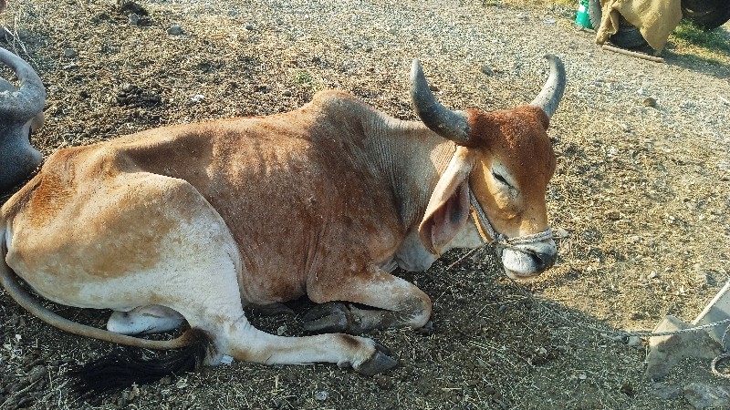 ગોઠલોવેચવાનો છે