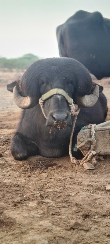 પાડો વેચવાનો છે