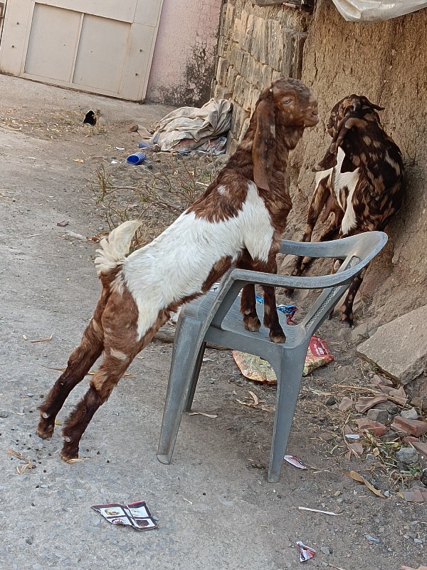 રસુલ ભાઈ બગસરા...