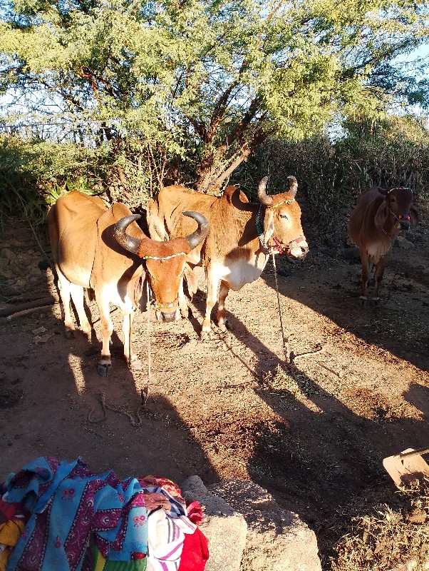 સુસાઇડ