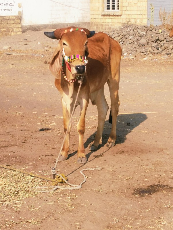 બેદા તે માંકડો...