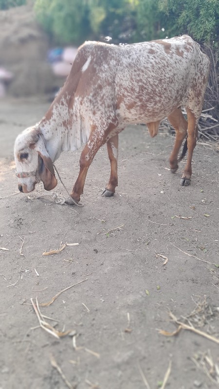 વાસડી વેસવાની છ...