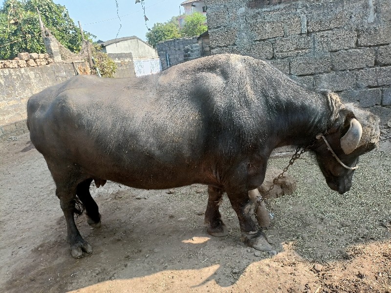 ભેંશ વેચ વાની છ...