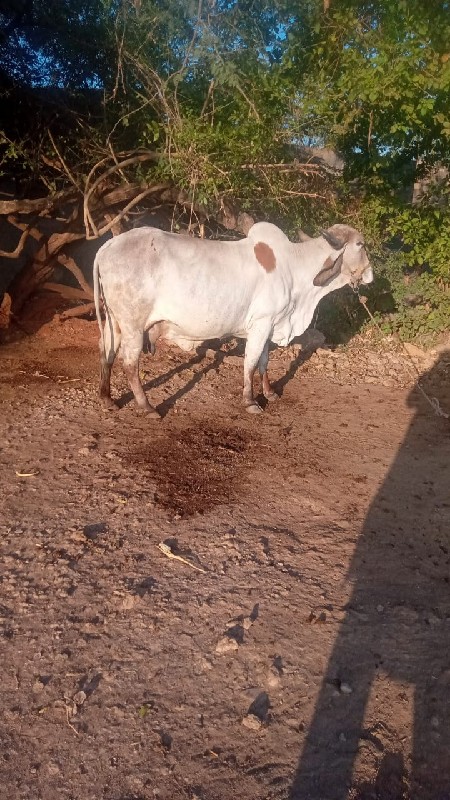 ગીર ગાય વેચવાની...