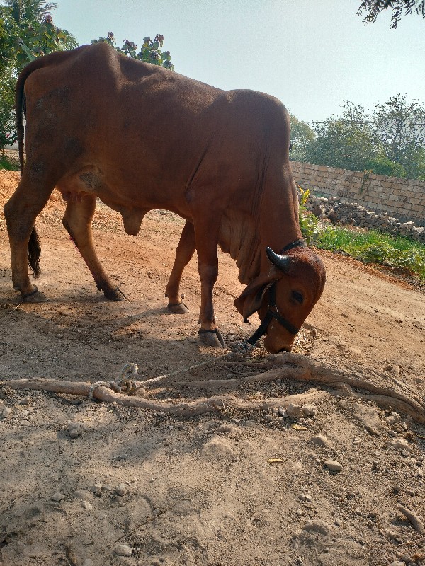 ગાય વેચવા ni ch...