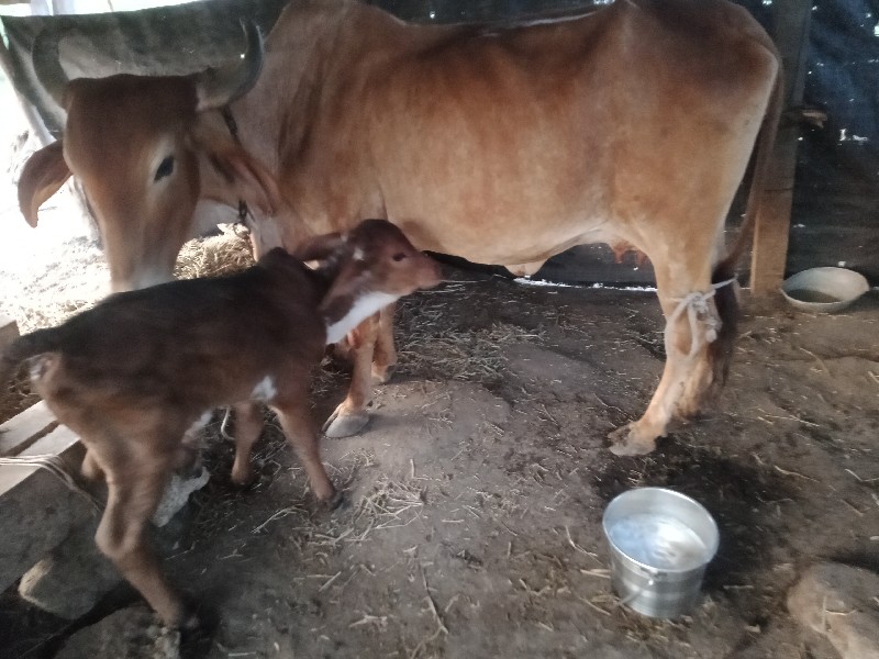 એક.પેલુવેતરદોવા...