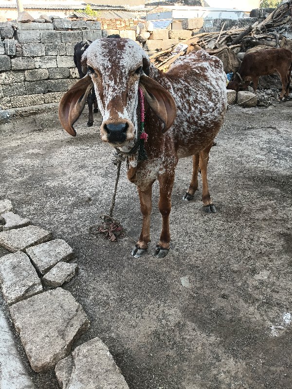 હોડકી વેચવાની છ...