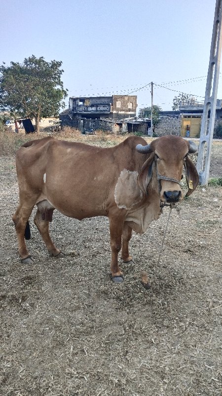 ગીર ગાય વેચવાની...