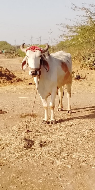 devbhumi Dwarka...