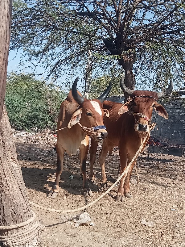 25,000 કિંમત