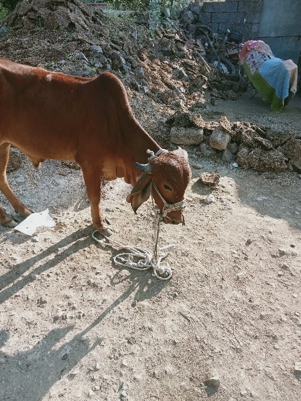 એક ગોધલો દેવાનો...