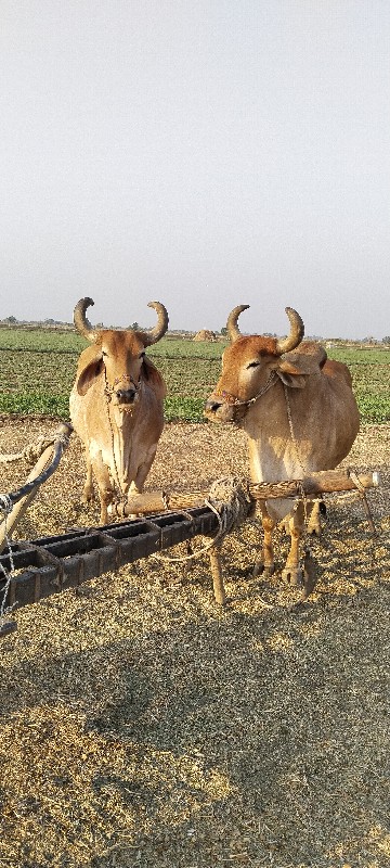 બળદ બે વાવણી વા...