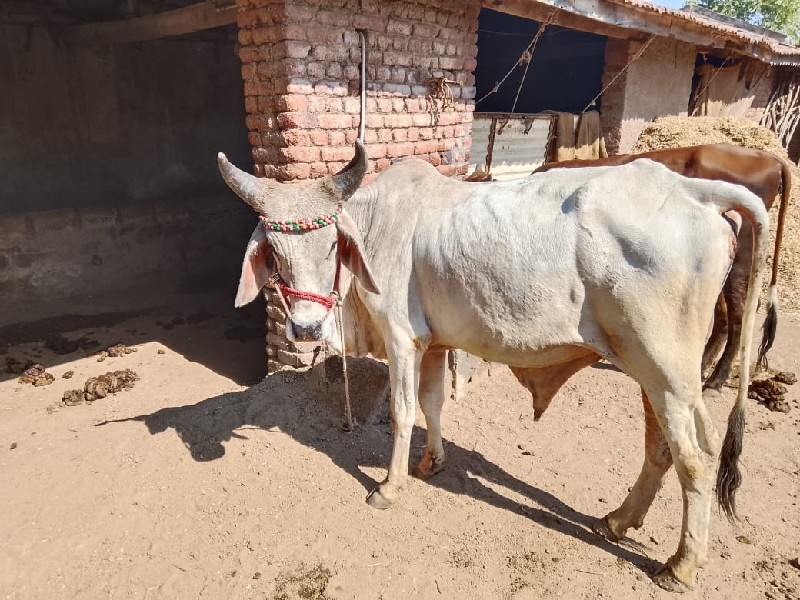 વાછડો વેચવાનો છ...