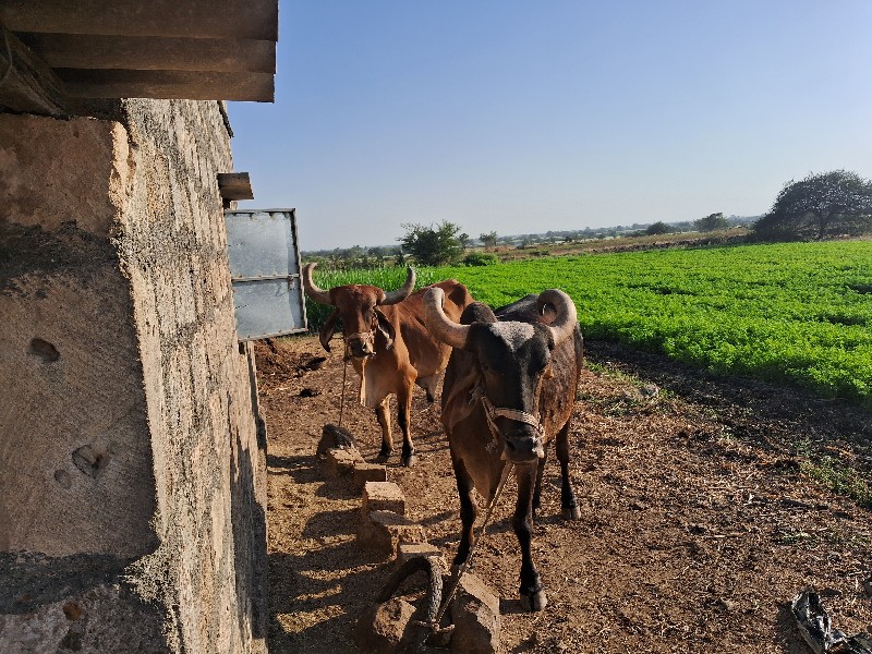 ગોઢલા