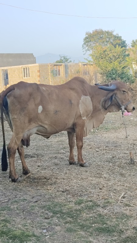 ગાય વેચવાની છે.