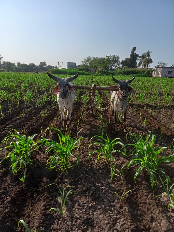 ગોધલા