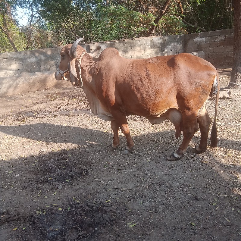 ગાય વેચવાની છે