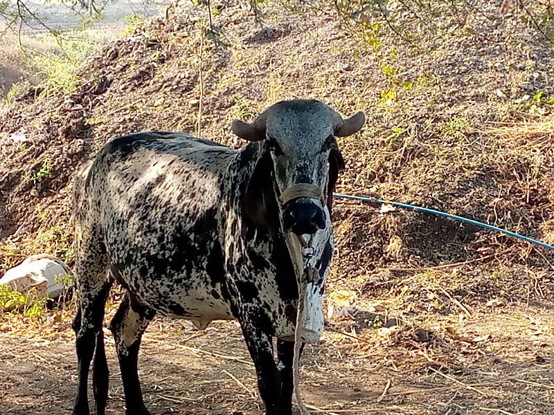 ગાય વેચવાની છે