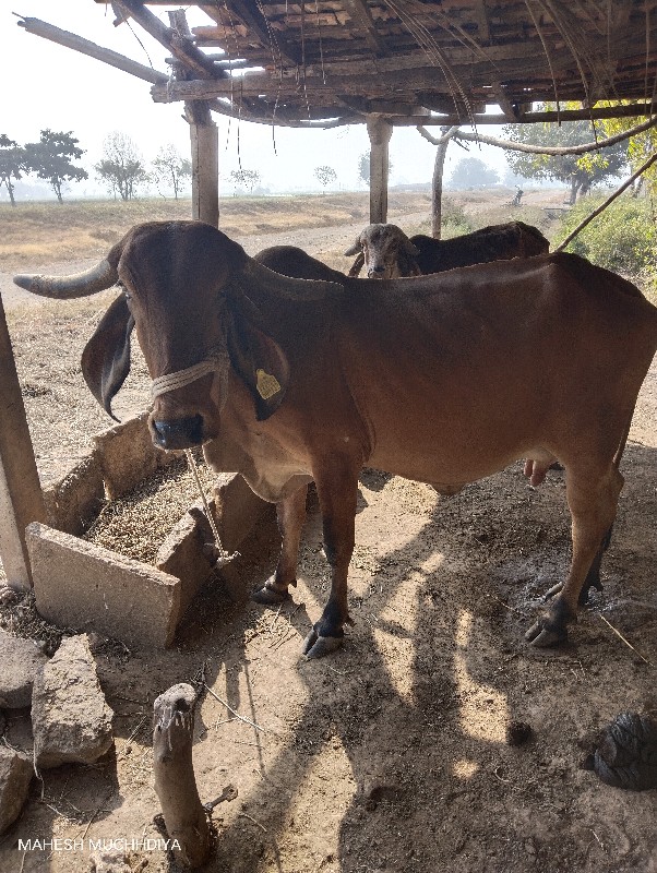 ગાય વેસવાની સે