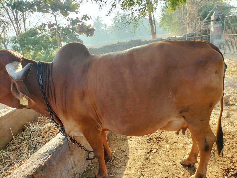 ગીર ગાય વેચવાની...