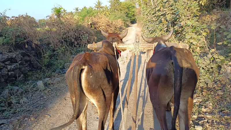 વાસડા વેચવાના છ...