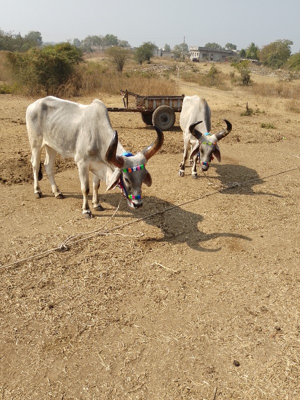 ટીમલી ની ધાર