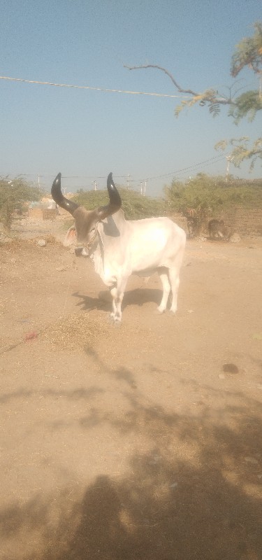 ઘોડલા વેસવાના સ...