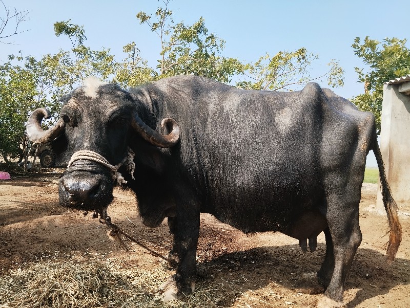 ભેસ વેચવા ની છે