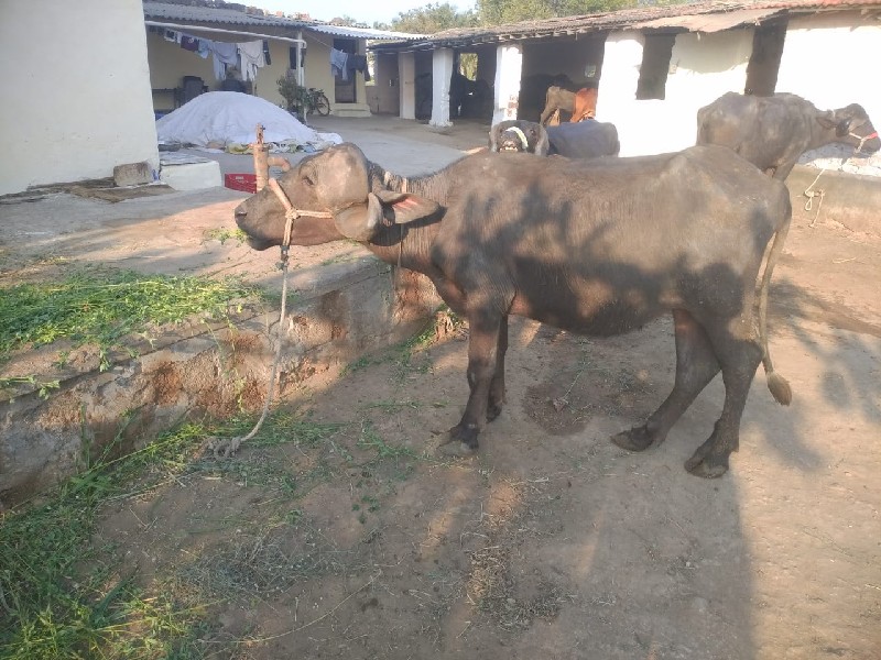 ત્રણ વર્ષ ની બે...