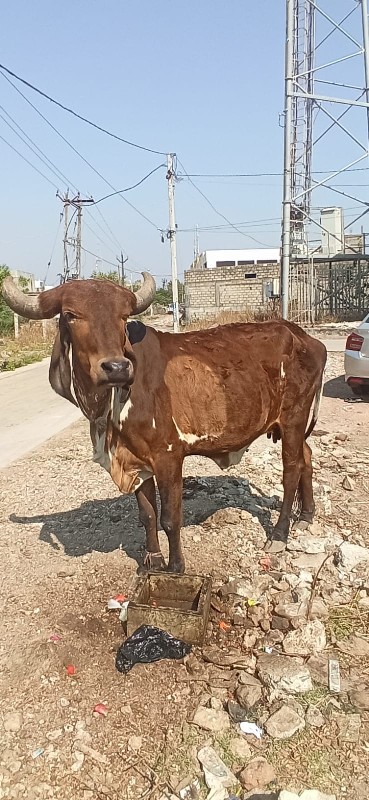 ગાય