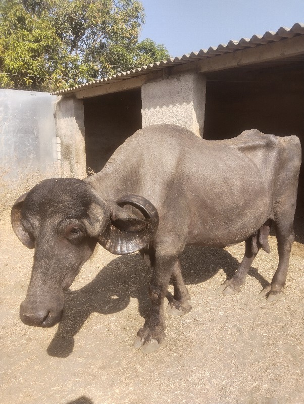 ભેંસ વેચવાની છે