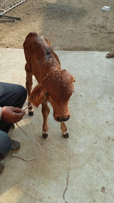 હોડકી વેચવાની છ...