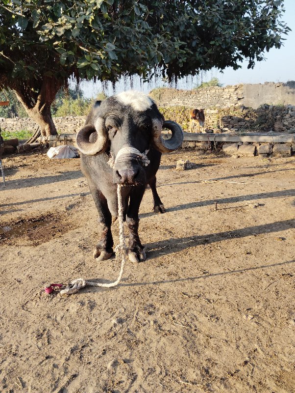 ભેસ વેચવાની છેક...