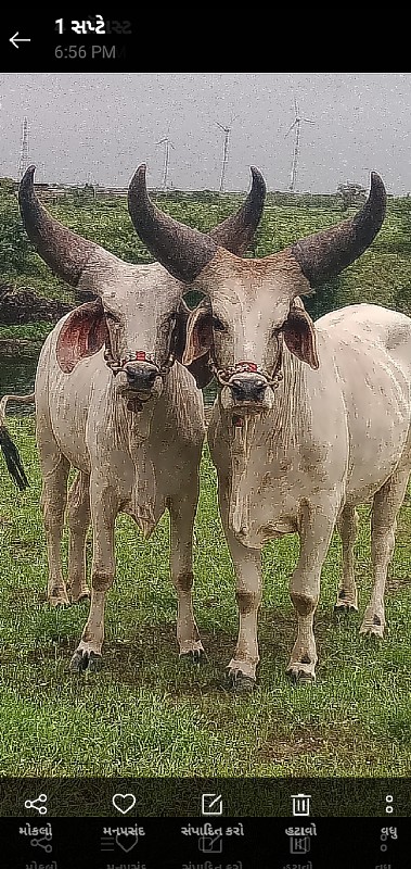 બળદ વેચવાના છે