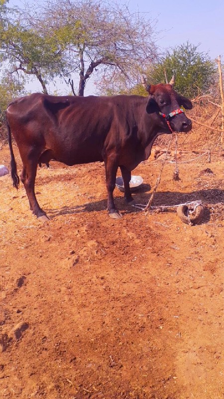 જસી ગાય વેચવાની...