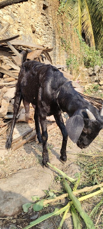 bakri