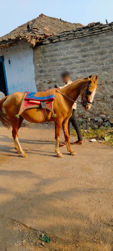 કિંમત મા લાંબો...