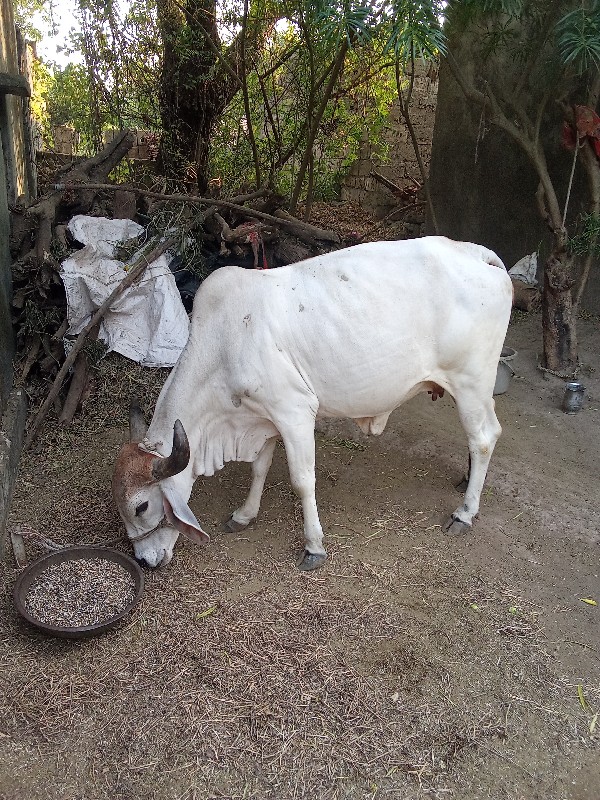 દેશી ગાય વેચવાન...