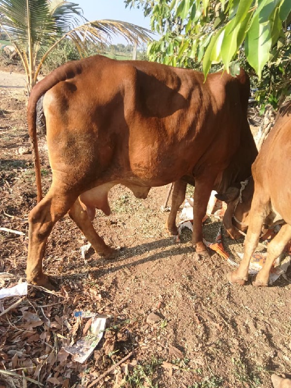 ગીર ગાય 🐄 બેસવા...