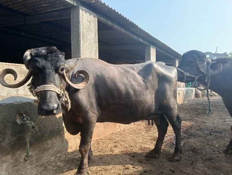 બે ભેંસ વેચવાની...