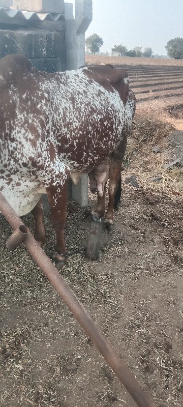 ગાયવેચવાની