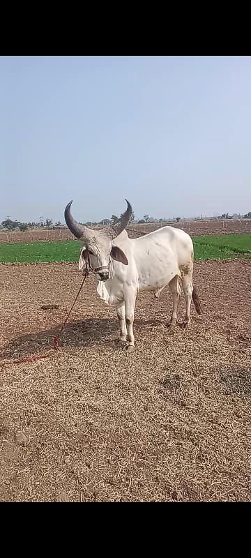 સાવ સોજા છે