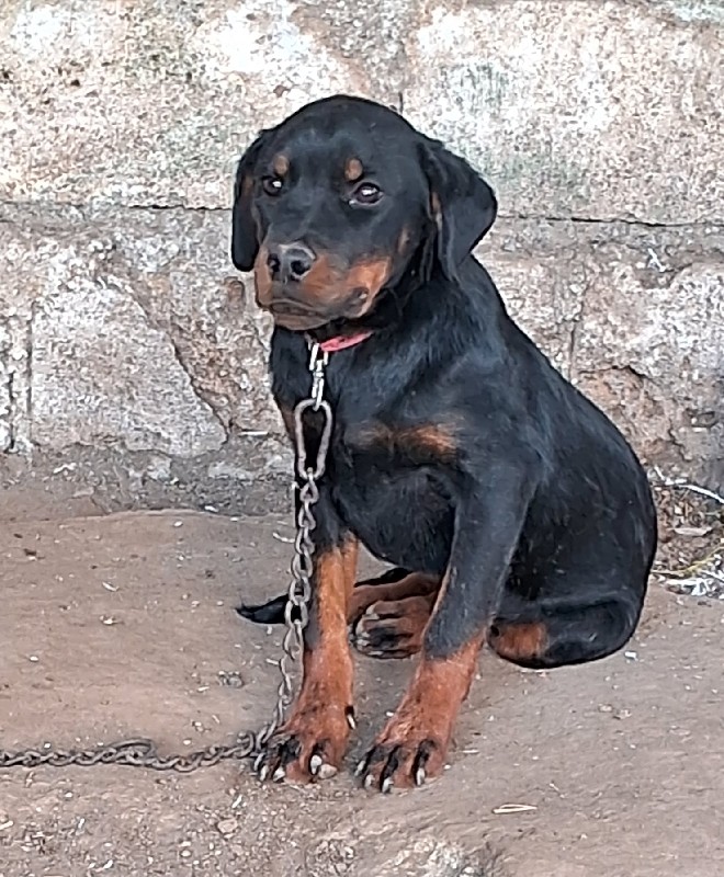 rottweiler